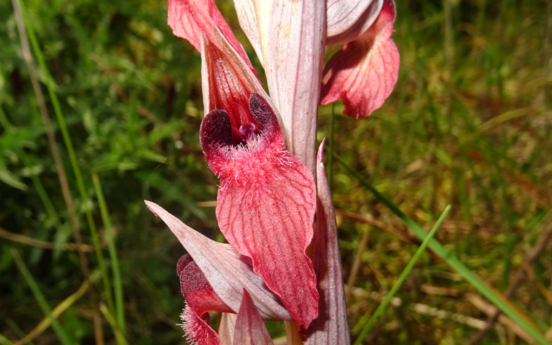 Serapias orientalis subsp. apulica ? - Otranto (LE)